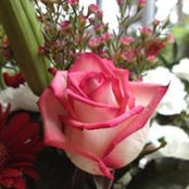 Yvonne Ray's photo