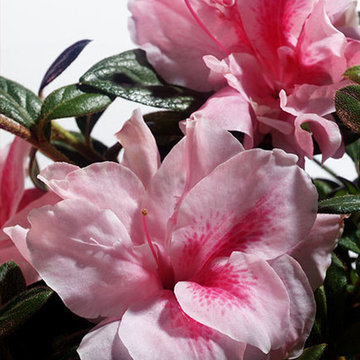 Encore Azalea Autumn Belle™