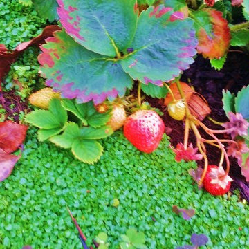 Woodstock Craftsman Cottage Rain Garden