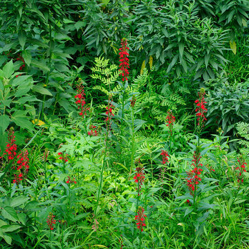 The Wet Meadow