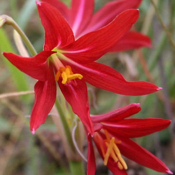 Oxblood Lily Rhodophiala bifida