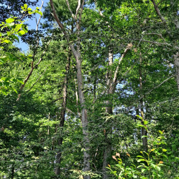 Tree Services