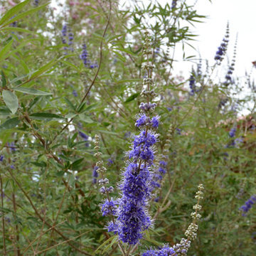 Southwestern Plants