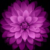 Foto von Knoll St Photography