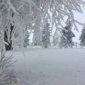 Leanne Chesnovar's photo