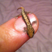 Peter Yamaguchi's photo