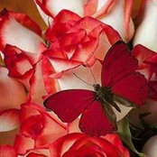 Desiree Tessier's photo