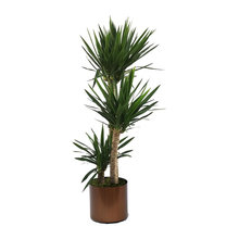Indoor Plants