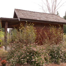 landscaping - Glossy Abelia