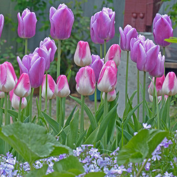 Residential Landscape