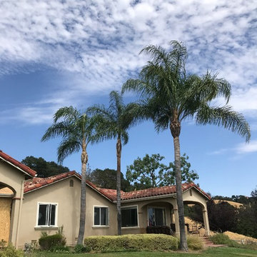 Tree and palm pruning.