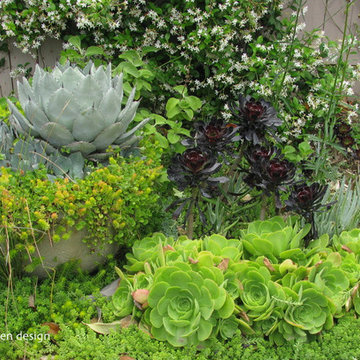 SUCCULENTS