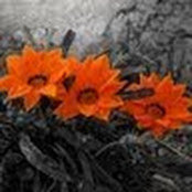 Kate Leevers foto