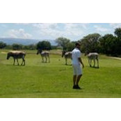 Tom Olson's photo