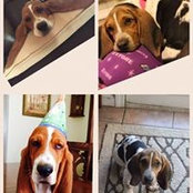 MaxandMarley Hounds's photo