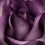 Tami Boynton's photo