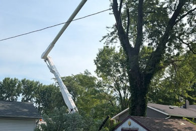 Avina's Tree Service