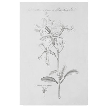 Wild Apple Portfolio 'Botany Book Ix' Canvas Art, 30"x47"