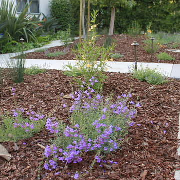 West Los Angeles Lawn Removal Makeover