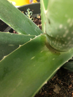Aloe Vera Leaves Mushy and Bending | Houzz Forum
