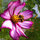 canadiangardener77