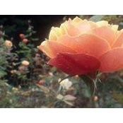 Tammy Payne's photo