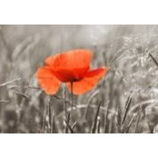 Foto von Catherine Ralph