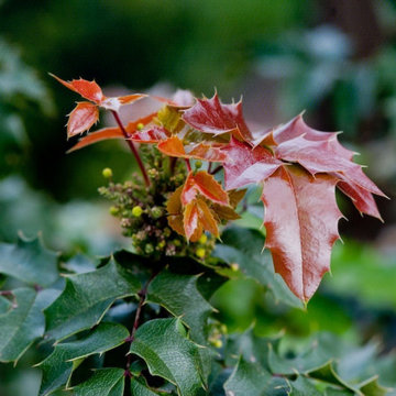 Oregon Grape - Fall Color