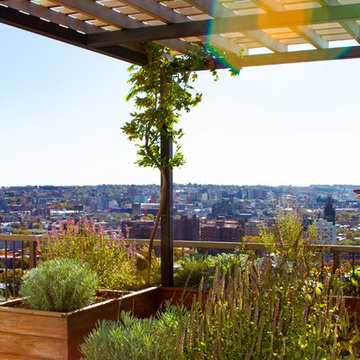 Tropical Rooftop Garden