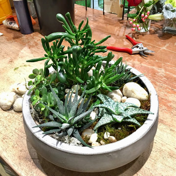Succulent Indoor Living Planters