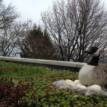 Green Roofs