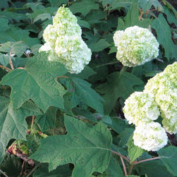 Gatsby's Moon&trade; Oakleaf Hydrangea - Plants