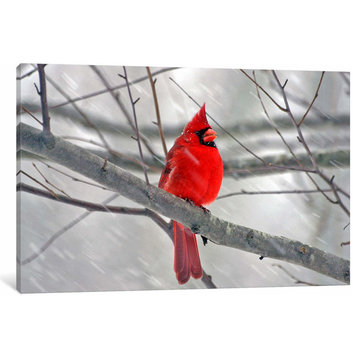 Cardinal Bird by Unknown Artist Canvas Print, 18"x26"x1.5"