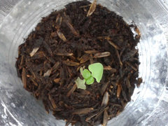 Help Basil seedlings cotyledons dying true leaves turning black