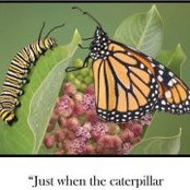 Lorrie Suchy's photo