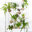 Pickled Whimsy