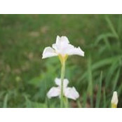 Olga Leder's photo