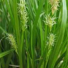 CAREX Sprengelii