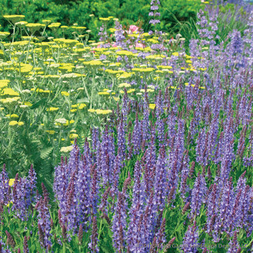 Plant Ideas & Colorful Combinations