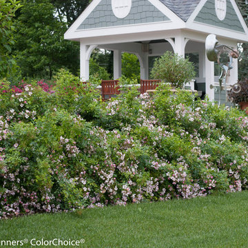 Oso Easy® Fragrant Spreader Landscape Rose