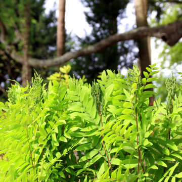 Verdant's Garden Features