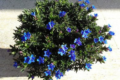 Produzione primaverile piante fiorite