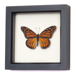 Real Framed Monarch Butterfly - Picture Frames