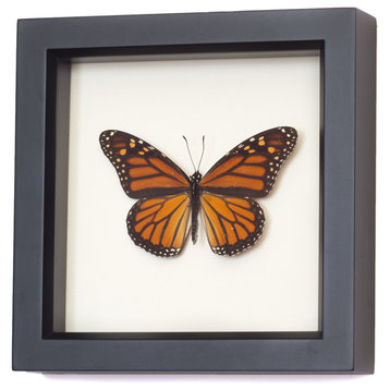 Real Framed Monarch Butterfly