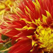 Val DiCosmo's photo