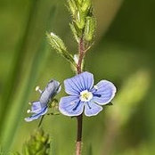 Veronica Balans foto