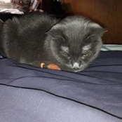 Lori Zaris's photo
