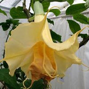 Foto von Patricia Watson