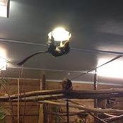 Annabel Lewis's photo