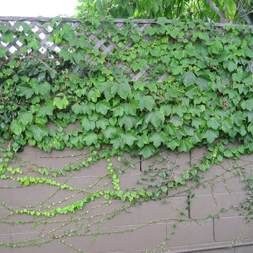 Woodland Garden- Los Feliz